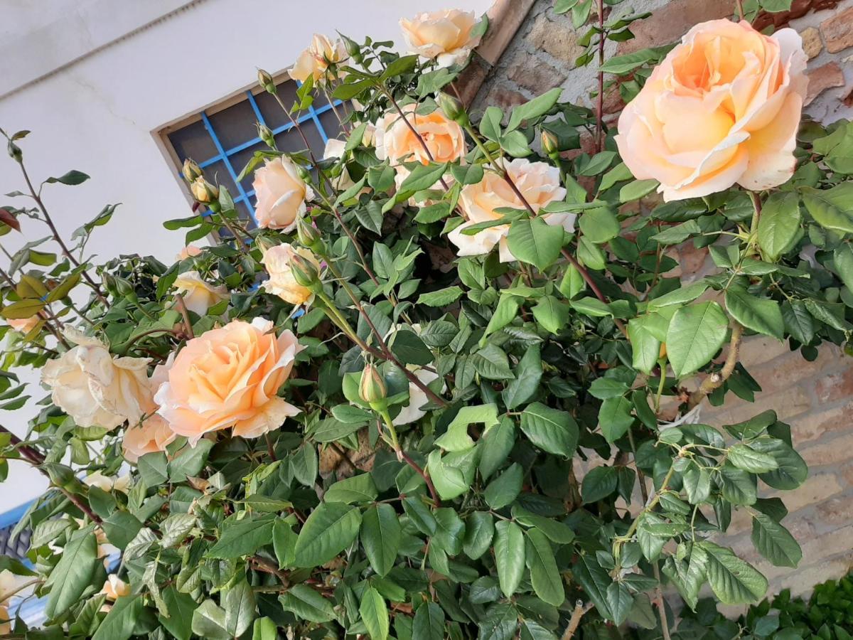 B&B La Casa In Campagna Collecorvino ภายนอก รูปภาพ